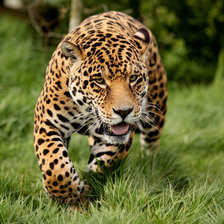 Схема вышивки «леопард»