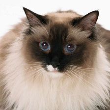 Схема вышивки «Киса»