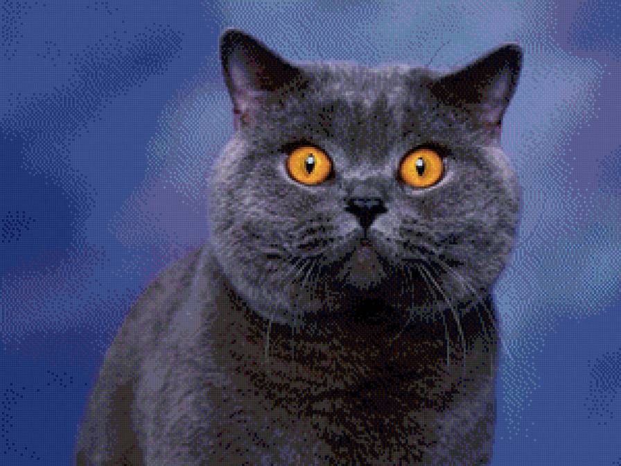 Британец - кошки, животные, кот - предпросмотр