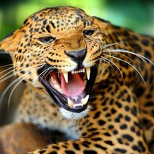 Схема вышивки «леопард»