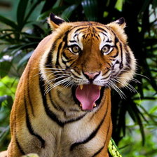 Схема вышивки «тигр3»