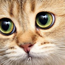 Схема вышивки «зеленоглазое чудо»