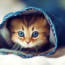 Схема вышивки «котенок»