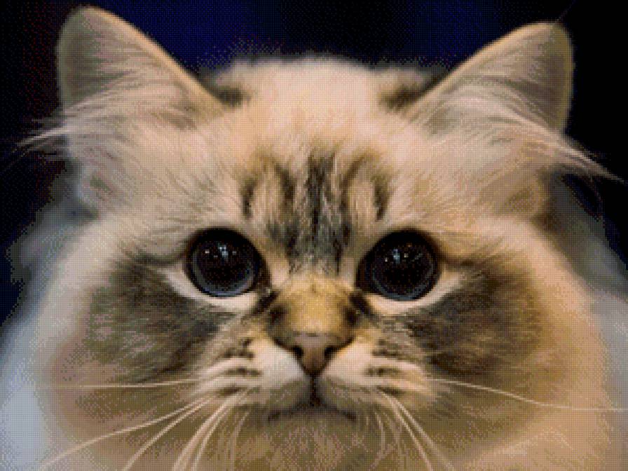 Котик - животные, кот, кошки - предпросмотр