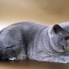 Схема вышивки «Британец»