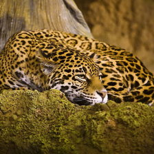 Схема вышивки «леопард»