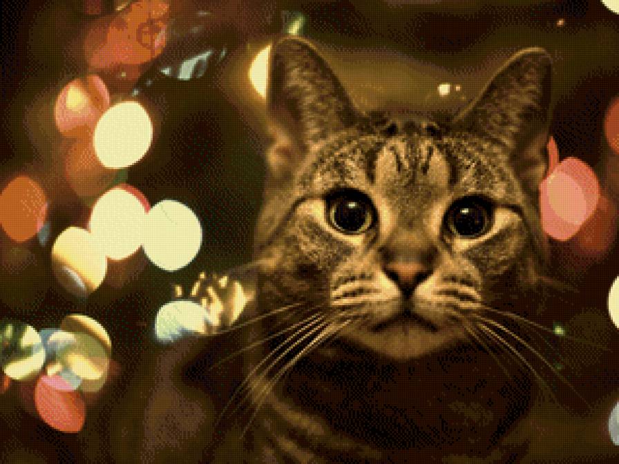 котик в огнях - кот, животные, кошки - предпросмотр