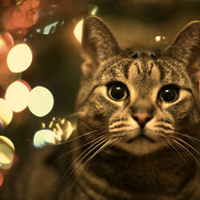 Схема вышивки «котик в огнях»