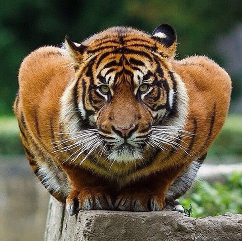 тигр6 - животные, кот, тигр, большие кошки - оригинал