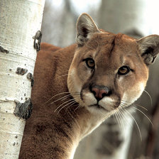 Схема вышивки «Пума»