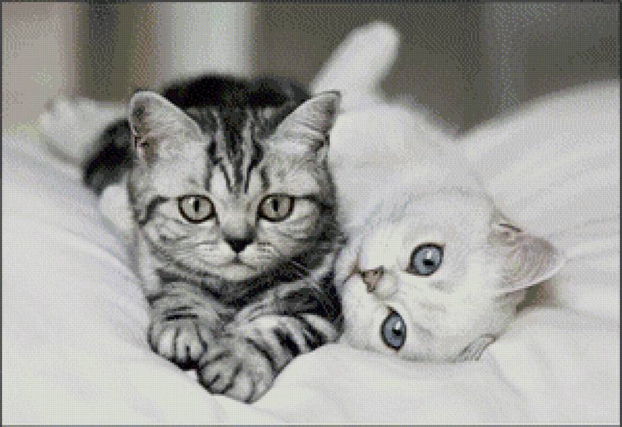 Кошачья нежность - нежность, кошки - предпросмотр