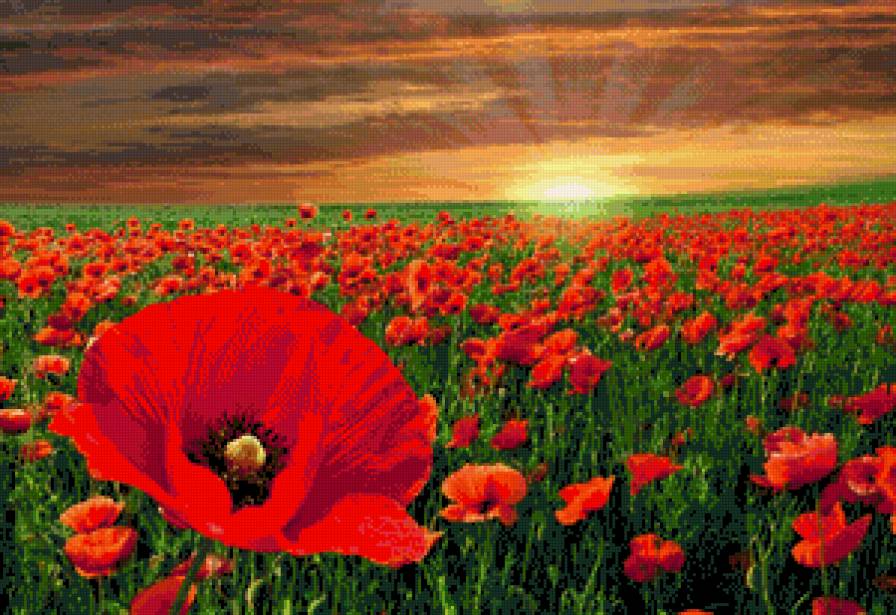макове поле - маки захід сонця - предпросмотр