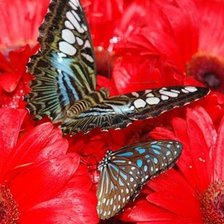 Схема вышивки «бабочка»