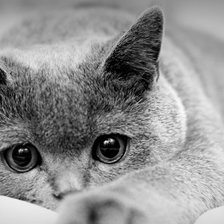 Схема вышивки «кошка»