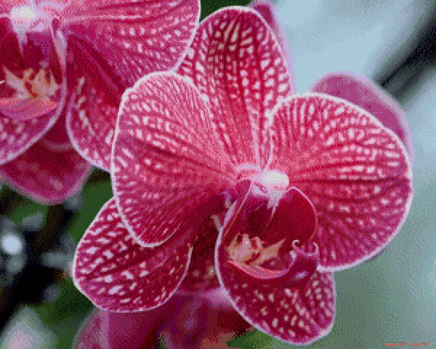 Орхидея - цветы, орхидея - предпросмотр