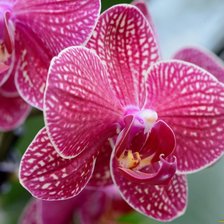 Схема вышивки «Орхидея»