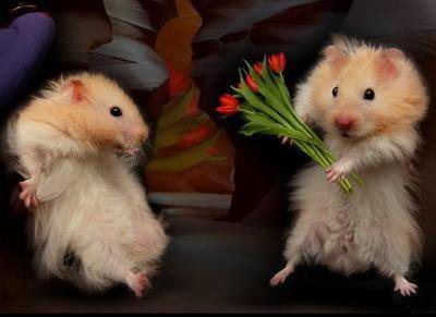 хомяки с тюльпанами - оригинал