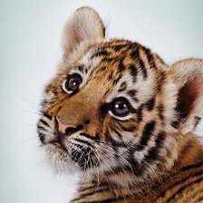 Схема вышивки «тигрёнок»