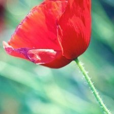 Схема вышивки «маки»