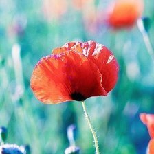 Схема вышивки «маки 2»