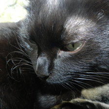 Схема вышивки «кот»