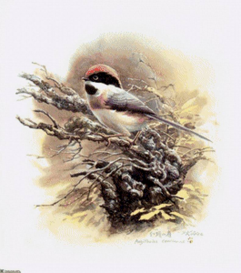 №781176 - предпросмотр