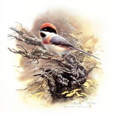 Схема вышивки «№781176»