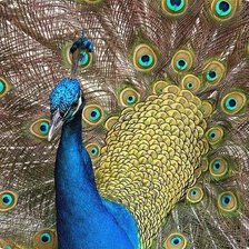 Схема вышивки «Павлин»