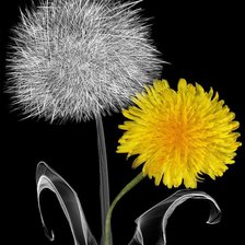 Схема вышивки «Diente de Leon»