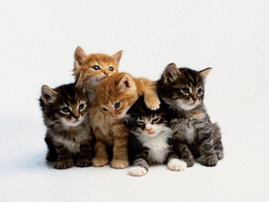 №781493 - котики - предпросмотр