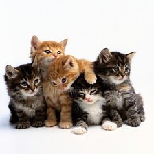 Схема вышивки «№781493»