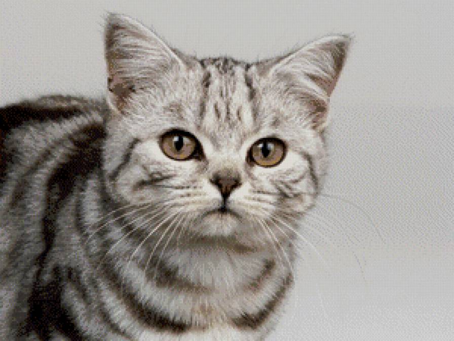 №781515 - котики - предпросмотр