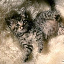 Схема вышивки «№781520»