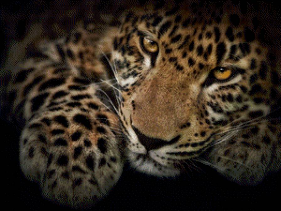 №781535 - котики - предпросмотр