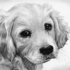 Схема вышивки «собачка черно-белая»