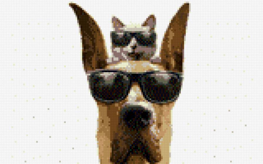 кот на голове - предпросмотр