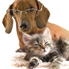 Схема вышивки «такса в очках»