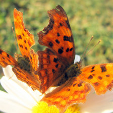 Схема вышивки «№781708»