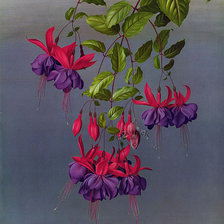 Схема вышивки «№781855»