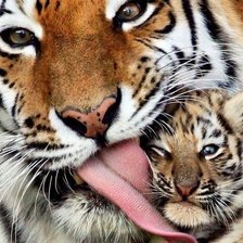 Схема вышивки «нежность»