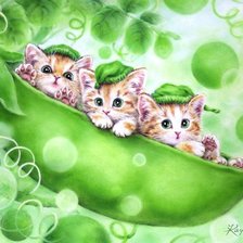 серия ,,кошки