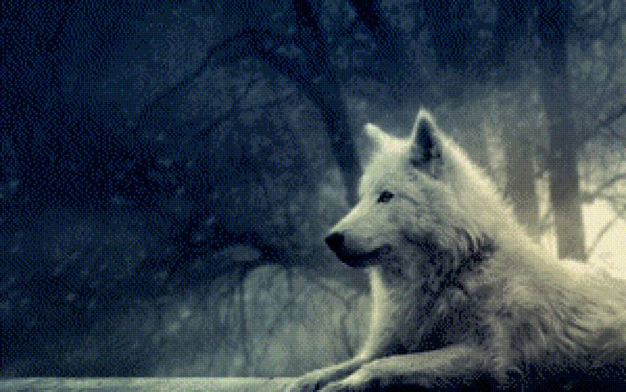 Волк - зима, ночь, животные, волк - предпросмотр