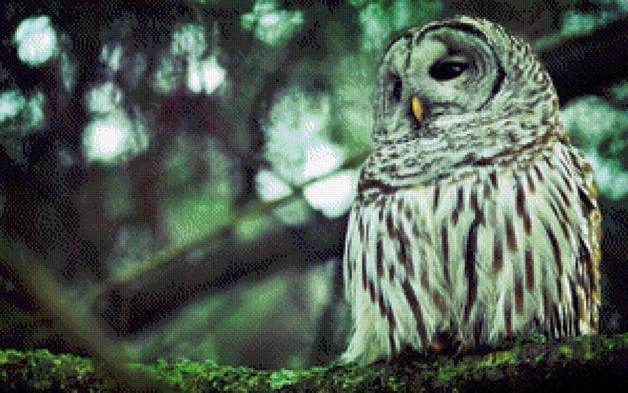 Сова - птицы, животные, сова, хищники - предпросмотр