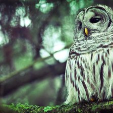 Схема вышивки «Сова»