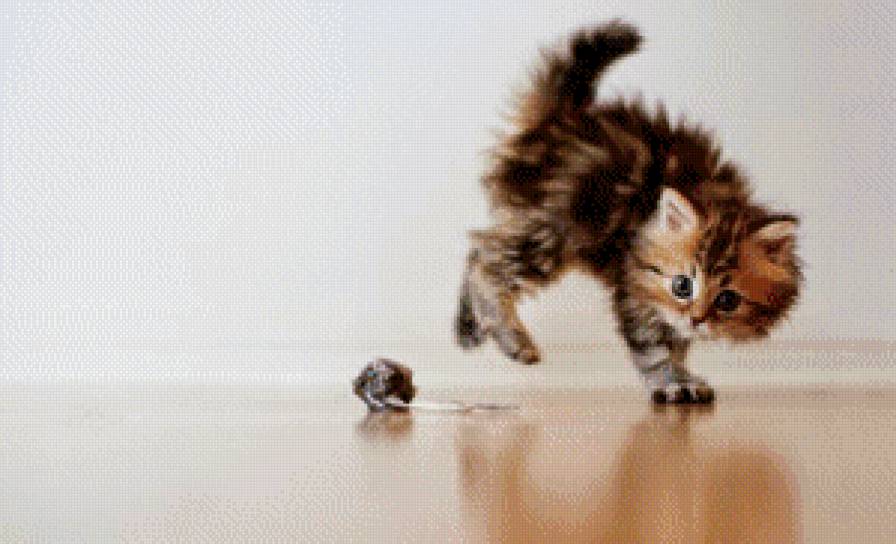 Котенок - котенок - предпросмотр