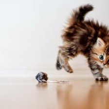 Схема вышивки «Котенок»