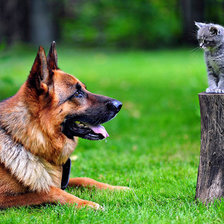 Схема вышивки «Друзья»