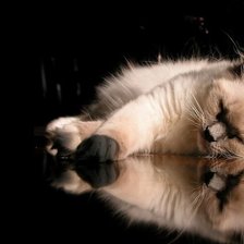 Схема вышивки «Кошка»