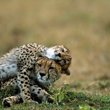 Схема вышивки «Любовь»