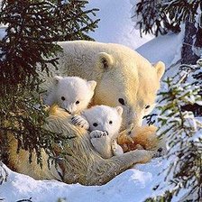 Схема вышивки «Медведица с малышами»